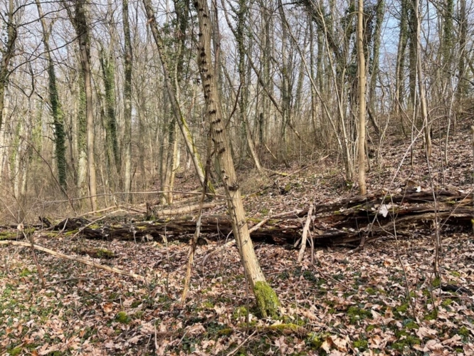 Photos 7 - Forestière - Dpt Moselle (57), à vendre MALROY terrain