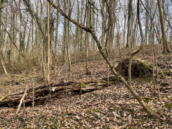 Photos 8 - Forestière - Dpt Moselle (57), à vendre MALROY terrain