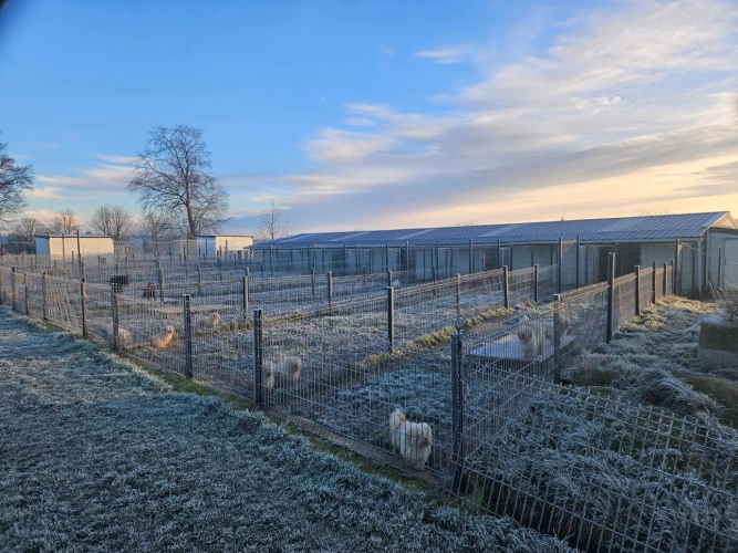 Photos 7 - Agricultural - elevage canin