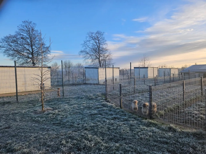 Photos 8 - Agricultural - elevage canin