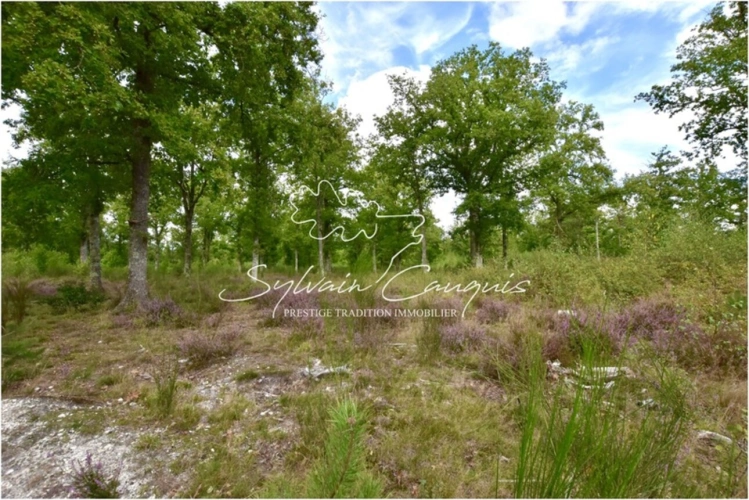 Photos 3 - Forestière - Propriété de Chasse et d'Agrément de 80 hectares en Sologne