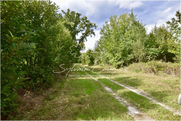 Photos 4 - Forestière - Propriété de Chasse et d'Agrément de 80 hectares en Sologne