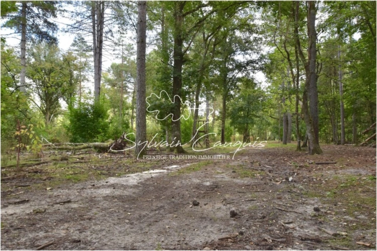 Photos 5 - Forestière - Propriété de Chasse et d'Agrément de 80 hectares en Sologne