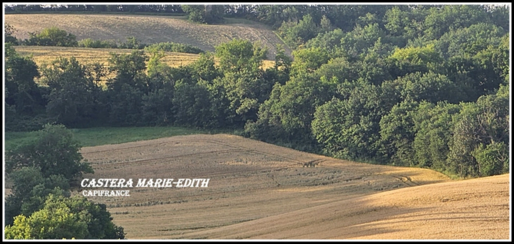 Photos 10 - Agricole - Dpt Gers (32), à vendre proche AUCH - propriété agricole - 145 Hectares avec LAC et 860 M² de bâtiments