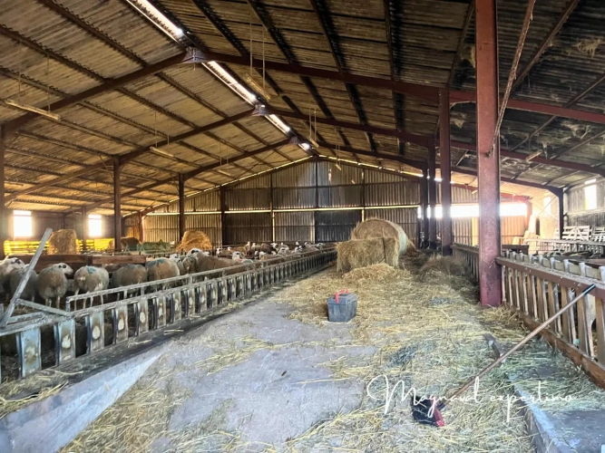Photos 4 - Agricole - Exploitation d'élevage ovin 60 HA en propriété +100 HA en location dans le LOT 46 OCCITANIE