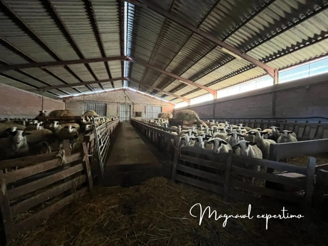 Photos 5 - Agricole - Exploitation d'élevage ovin 60 HA en propriété +100 HA en location dans le LOT 46 OCCITANIE