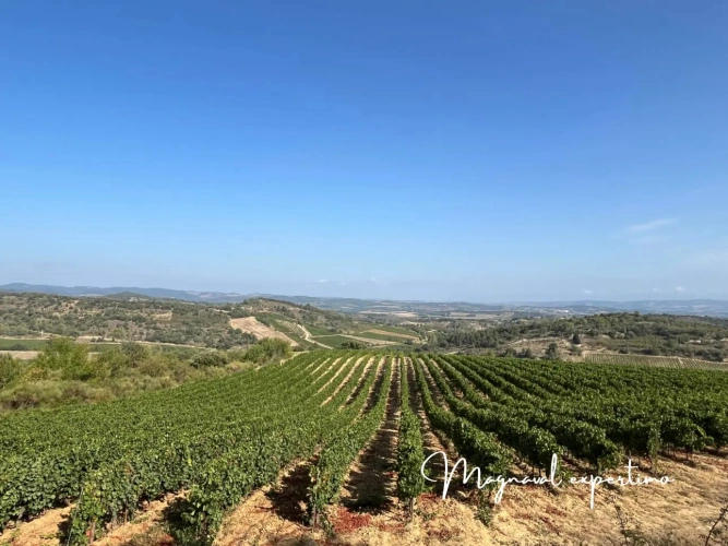 Photos 2 - Viticole - Domaine Viticole IGP Limoux certifié AB de 34Ha avec cave et habitation