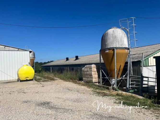 Photos 3 - Agricole - Revenu assuré, affaire à saisir atelier 440 Veaux de boucherie Tarn et Garonne