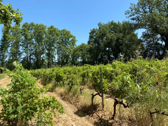 Photos 40 - Prestige - Dpt Gard (30), à vendre dans le Gard, propriété viticole en AOP Côtes du Rhône sur 25 hectares avec Château du XVème siècle