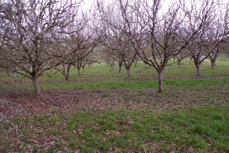 Photos 2 - Agricole - 25 ha noyer, bois, terre, lac