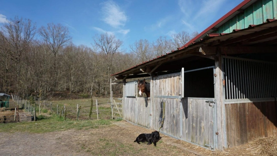 Photos 12 - Équestre - Charmante Propriété Équestre et Agricole - 17,2 ha