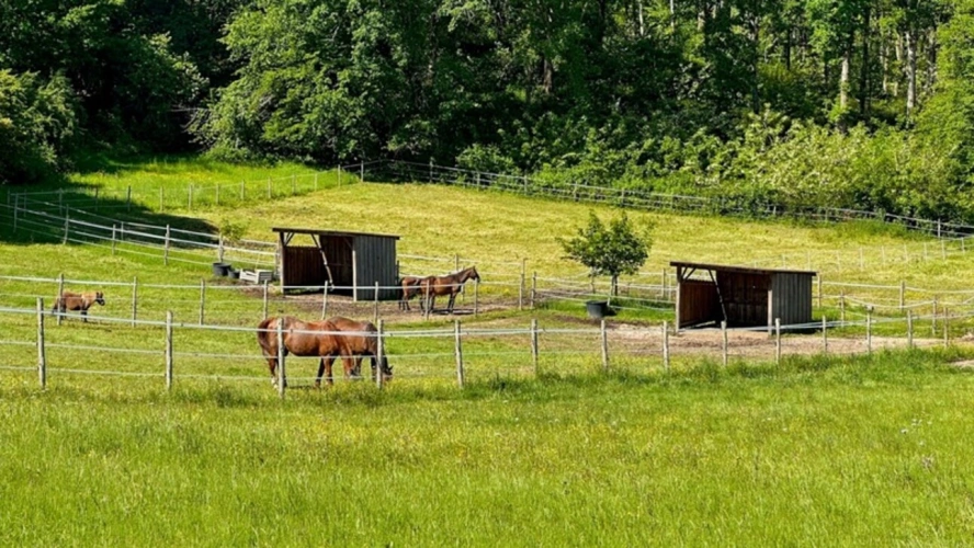 Photos 37 - Équestre - Dpt Dordogne (24), à vendre BERGERAC propriété P7 - terrain de 87000 m2