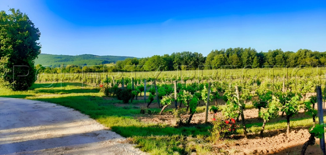 Photos 1 - Prestige - LOT DOMAINE VITICOLE AOC CAHORS 19 HA