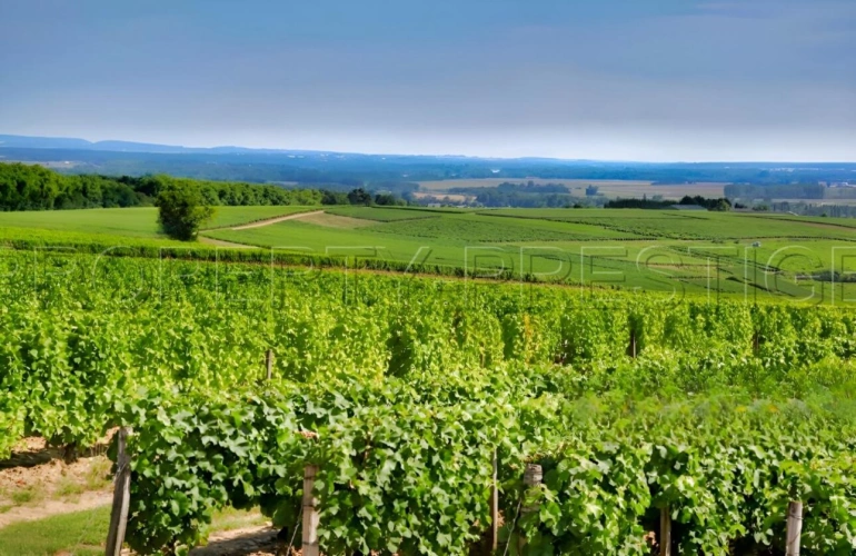 Photos 8 - Prestige - LOT DOMAINE VITICOLE AOC CAHORS 19 HA