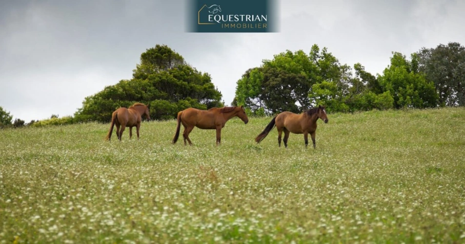 Photos 1 - Equestrian - Fond de commerce équestre clés en mains dans le Var