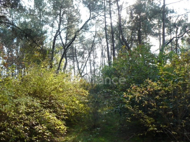 Photos 1 - Forest - Terrain naturel de 1,4ha à Nivillac - Exclusivité Capifrance