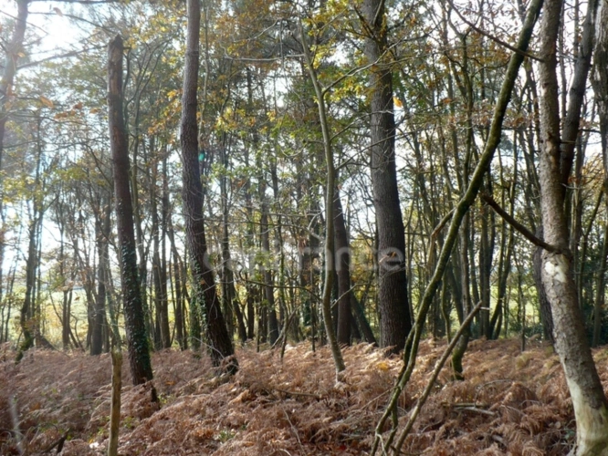 Photos 2 - Forest - Terrain naturel de 1,4ha à Nivillac - Exclusivité Capifrance