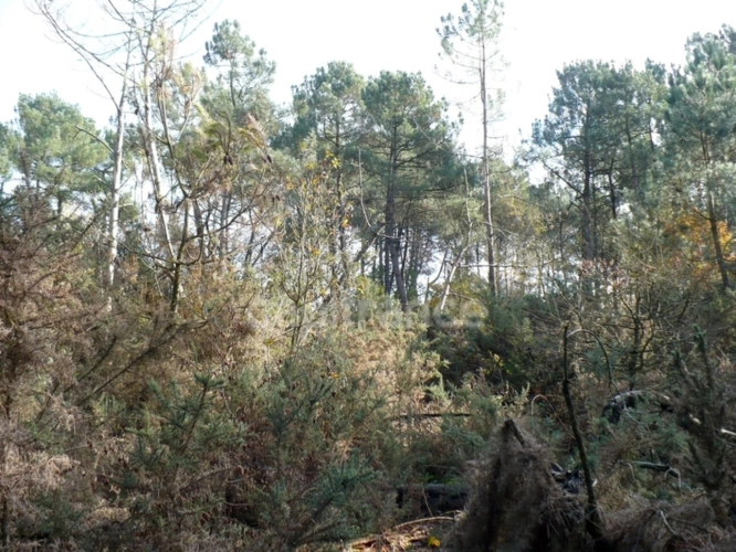 Photos 3 - Forest - Terrain naturel de 1,4ha à Nivillac - Exclusivité Capifrance