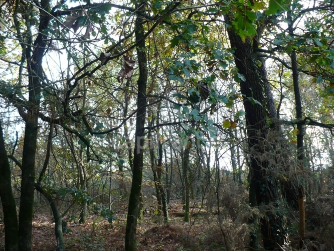 Photos 4 - Forest - Terrain naturel de 1,4ha à Nivillac - Exclusivité Capifrance