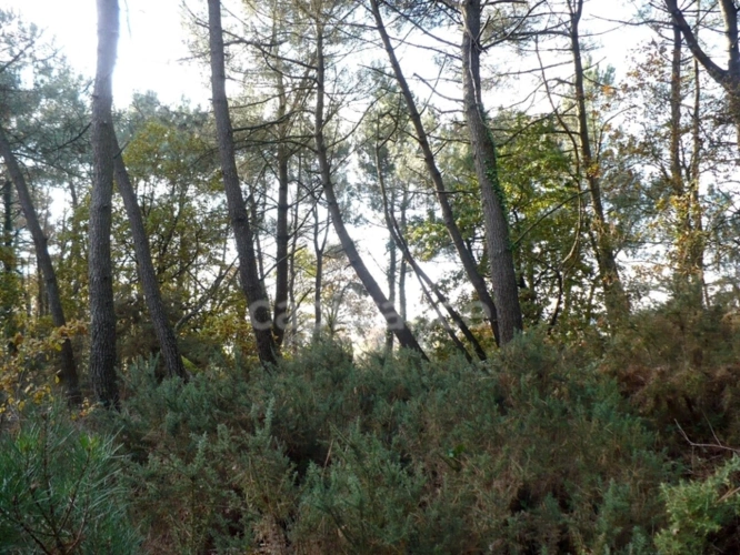 Photos 5 - Forest - Terrain naturel de 1,4ha à Nivillac - Exclusivité Capifrance