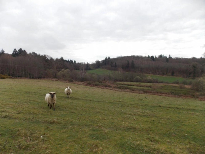 Photos 11 - Agricultural - Farm with outbuildings