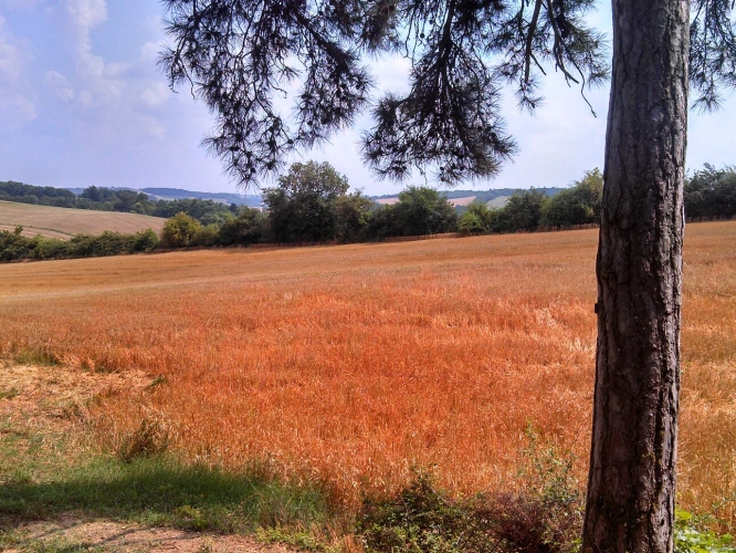 Photos 12 - Agricole - ANCIEN CORPS DE FERME & TERRES AGRICOLES