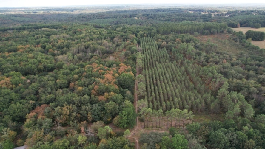 Photos 1 - Forestière - A VENDRE - Terrains forestiers de plus d'1ha à LUE (40)