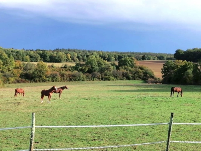 Photos 6 - Équestre - Propriété