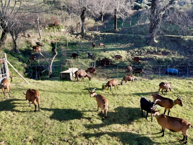Photos 16 - Agricole - ARDECHE FERME 48 HA RUISSEAU SOURCES