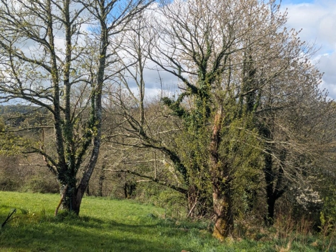 Photos 28 - Équestre - LE SAINT PROPRIETE COMPOSEE D'UNE LONGERE ET DEPENDANCES DE 185M² ENVIRON PARCELLE DE 6 HECTARES 4