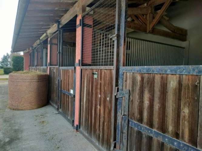 Photos 9 - Équestre - Haras / Equestre