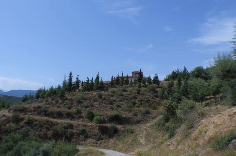 Photos 2 - Forest - Estate
