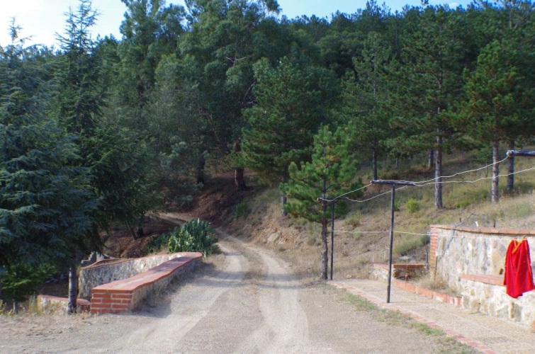 Photos 13 - Forest - Estate