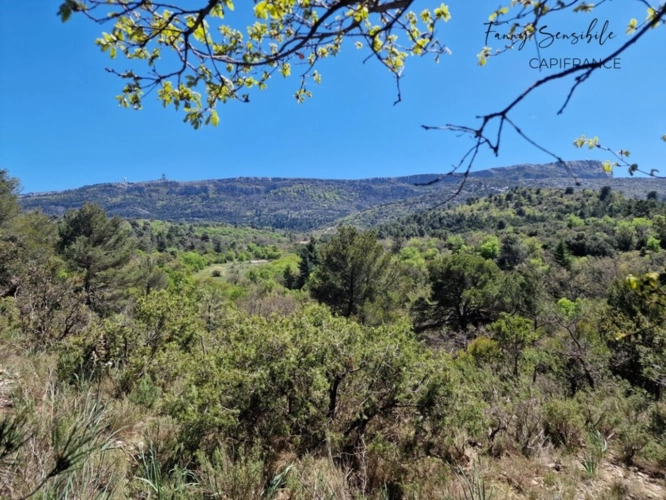 Photos 11 - Agricultural - RARE FOR SALE – 18 HECTARES PROPERTY IN AGRICULTURAL ZONE – PLAN-D'AUPS-SAINTE-BAUME