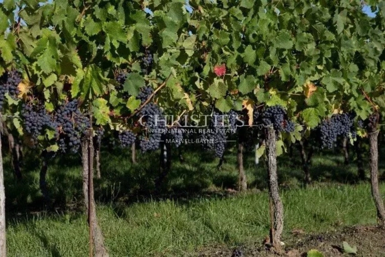 Photos 2 - Vineyard - 5,5ha vineyard in the Libourne region with vines and lands