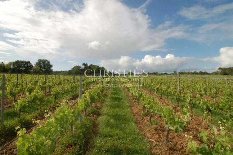 Photos 13 - Viticole - A vendre - Vignoble en AOC Pécharmant et Rosette