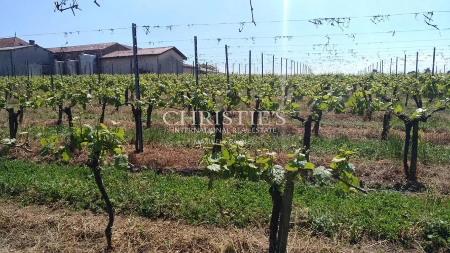 Photos 2 - Tourist - Vineyard estate for sale set in a beautiful environment with Gite