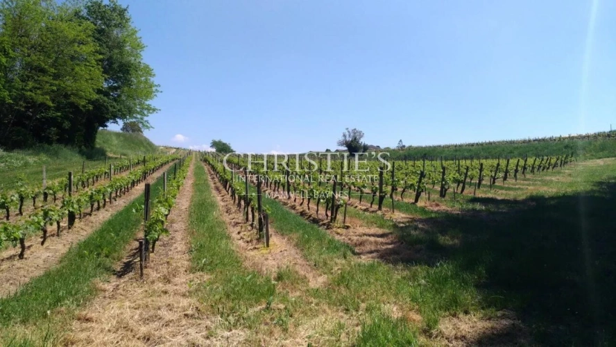 Photos 3 - Tourist - Vineyard estate for sale set in a beautiful environment with Gite