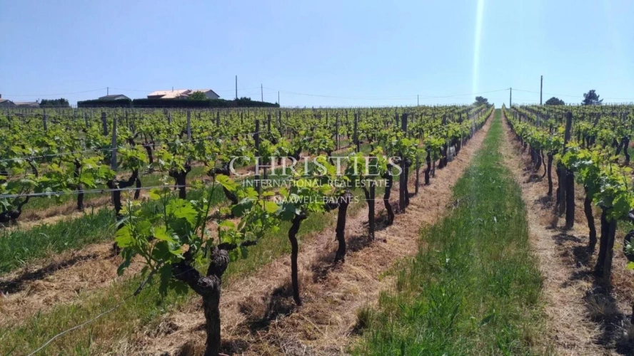 Photos 4 - Tourist - Vineyard estate for sale set in a beautiful environment with Gite