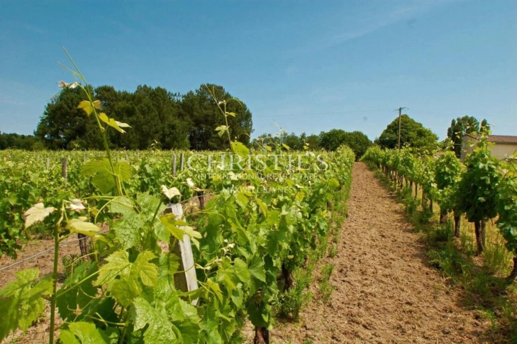 Photos 3 - Viticole - Charmante propriété d'agrément de 3 ha - 1.75 ha de vigne en AOC Côtes de Bordeaux