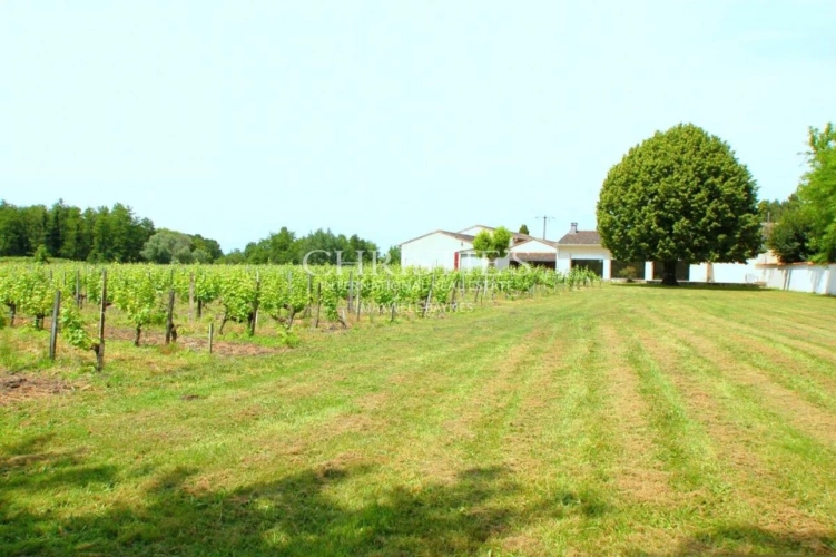 Photos 14 - Viticole - Charmante propriété d'agrément de 3 ha - 1.75 ha de vigne en AOC Côtes de Bordeaux