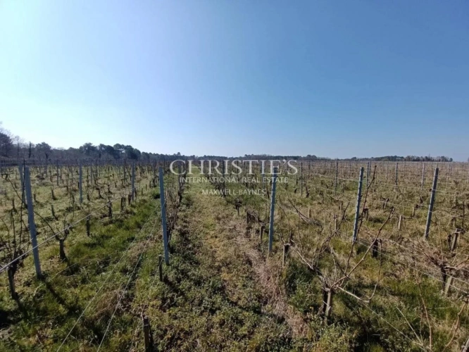 Photos 10 - Viticole - 5 ha de vigne en AOC Haut Médoc avec bâtiments d'exploitation moderne