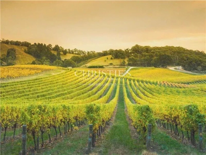 Photos 1 - Viticole - Vignoble Grande Champagne
