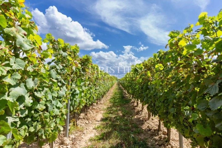 Photos 8 - Prestige - A vendre Entre-Deux-Mers très beau domaine viticole avec un excellent terroir, des vins de qualité et un beau Château