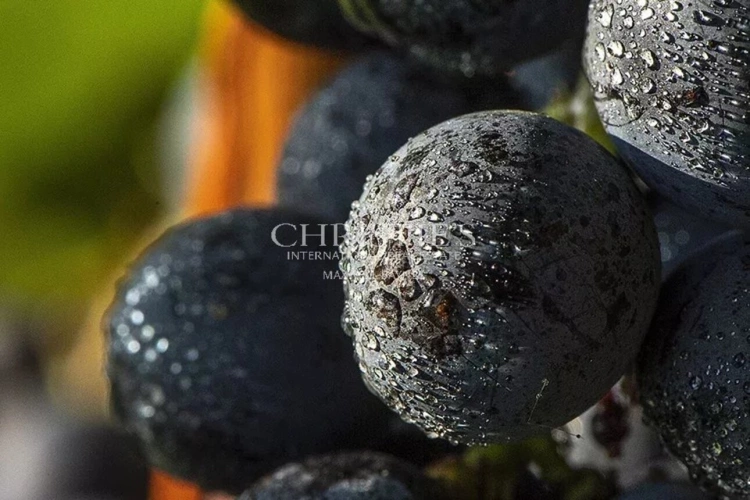 Photos 27 - Viticole - A vendre beau domaine viticole clé en main sur les rives de la Dordogne à proximité de Saint-Emilion