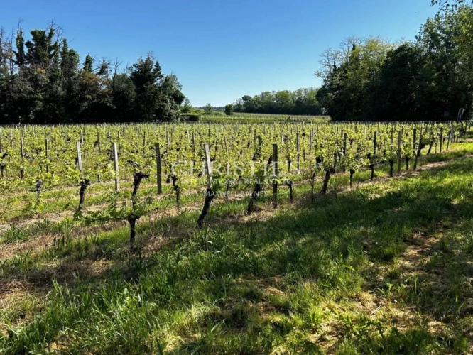 Photos 25 - Viticole - A vendre domaine viticole familiale avec une belle superficie viticole, une demeure de charme, gîte et bâtiments d’exploitation