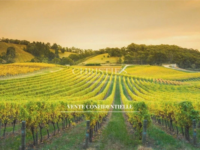 Photos 1 - Vineyard - Cognac - Beautiful 19th century château with vineyard