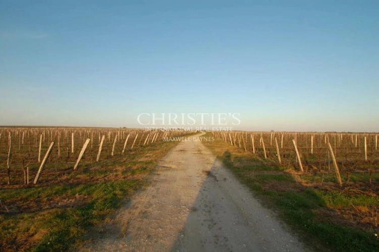 Photos 6 - Viticole - Propriété en excellent état, chai performant et vignoble très bien tenu