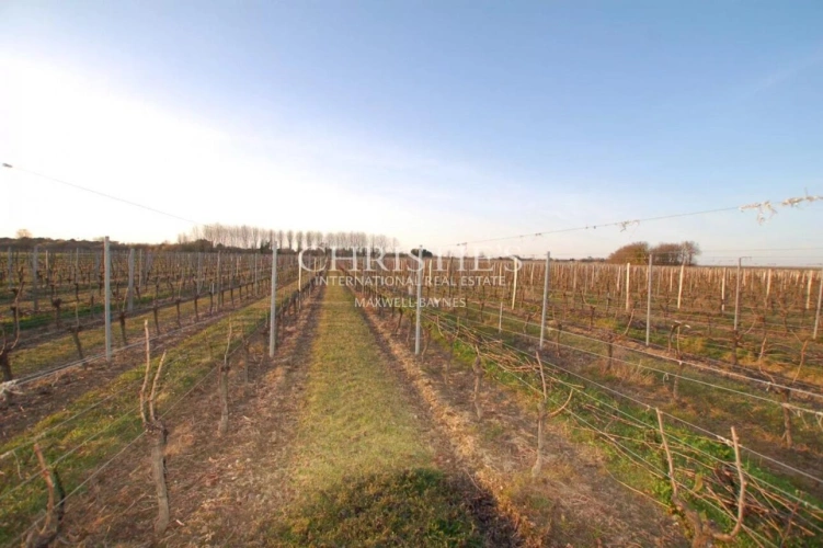 Photos 10 - Viticole - Propriété en excellent état, chai performant et vignoble très bien tenu