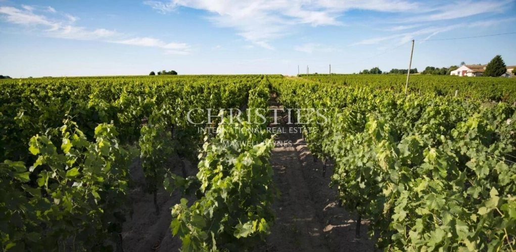 Photos 1 - Vineyard - Very well-located Bordeaux vineyard estate
